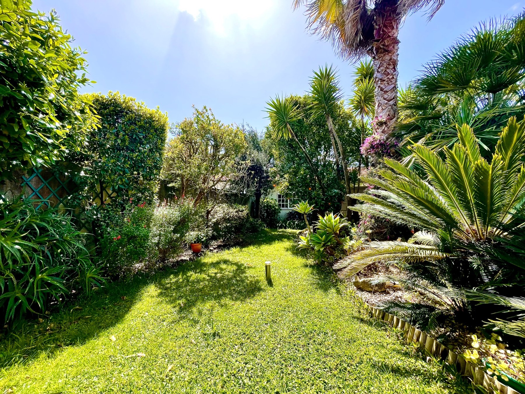 João Rocha’s home garden