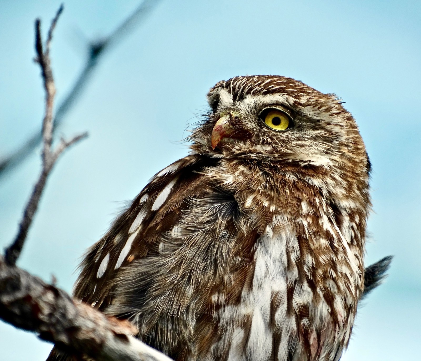 Nature photograph of a small owl perched on a branch